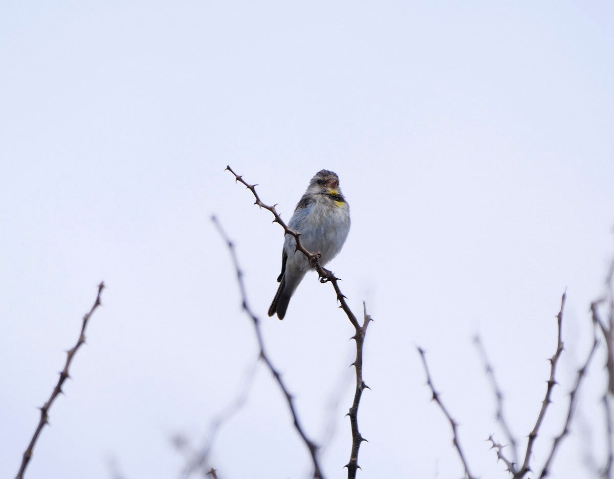 Salvadori's Serin - Brett Hartl