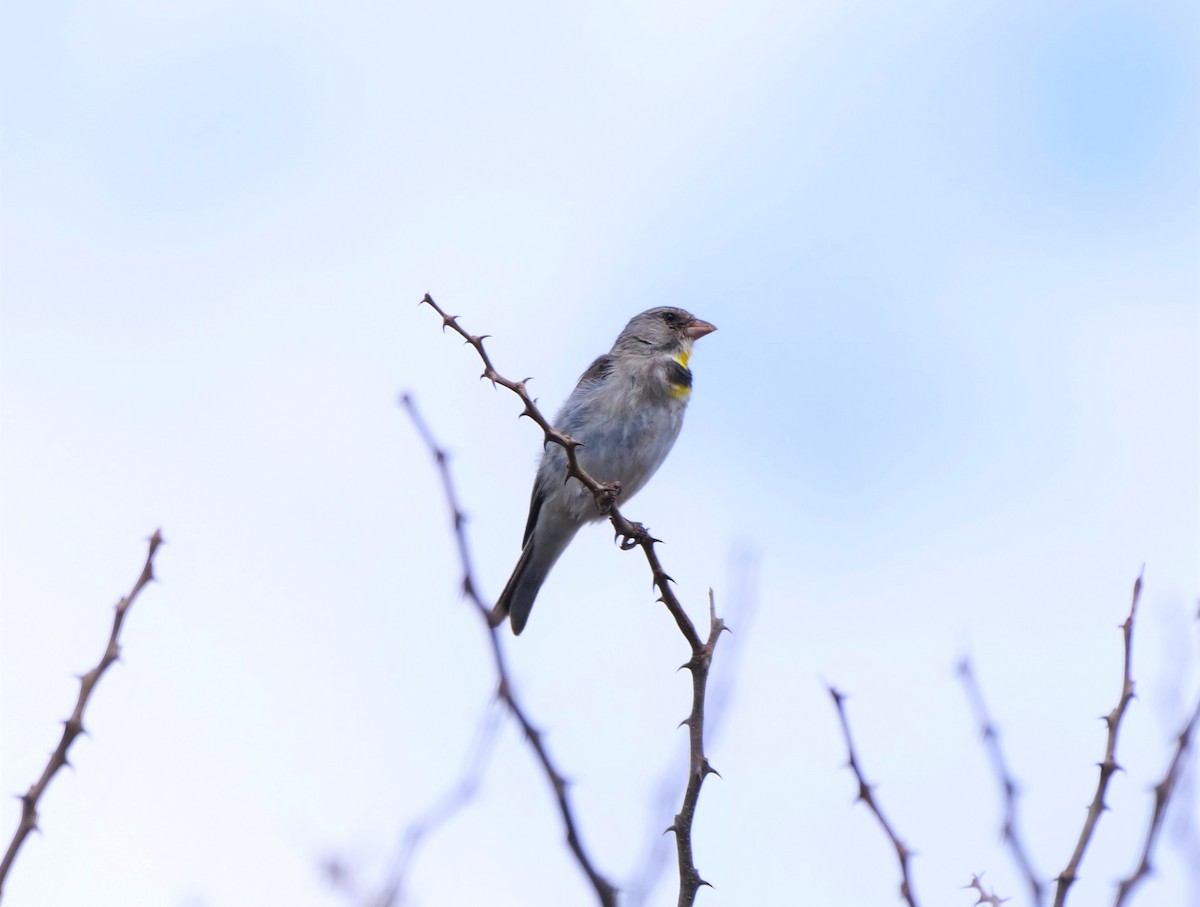 Salvadori's Serin - Brett Hartl