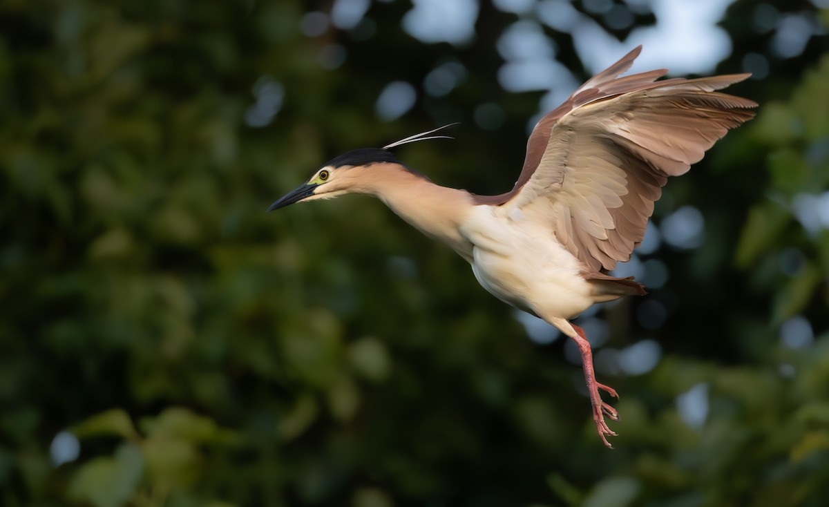 Nankeen Night Heron - ML616380593