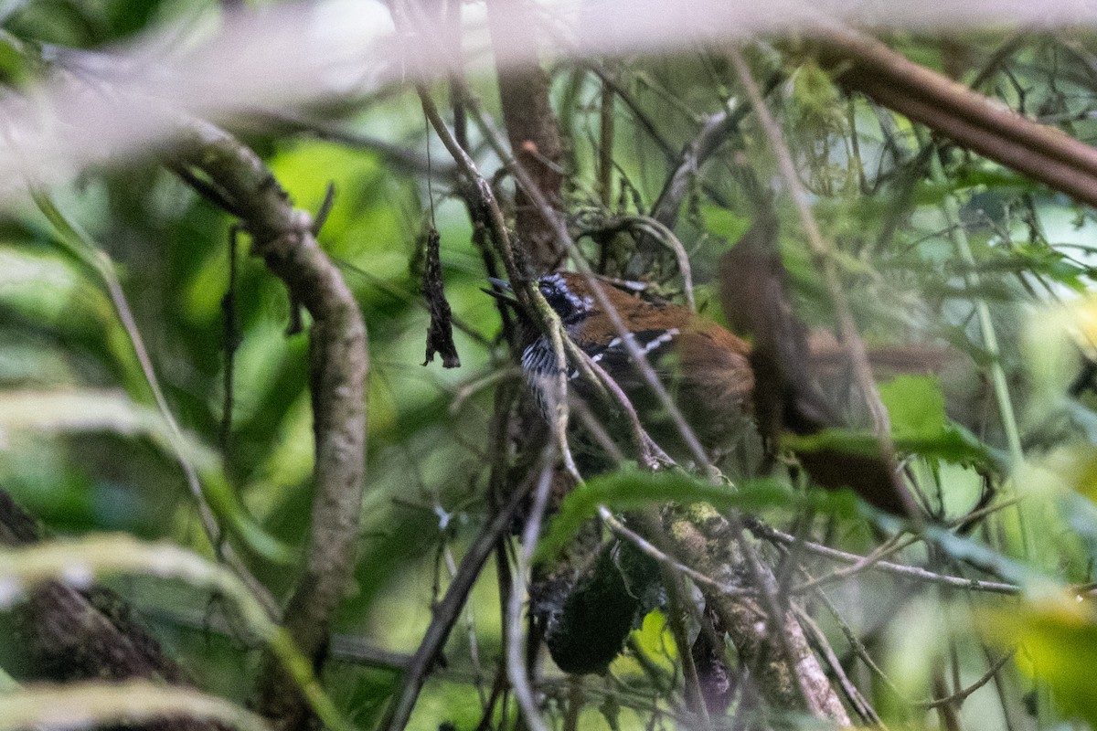 Squamate Antbird - Ted Kavanagh