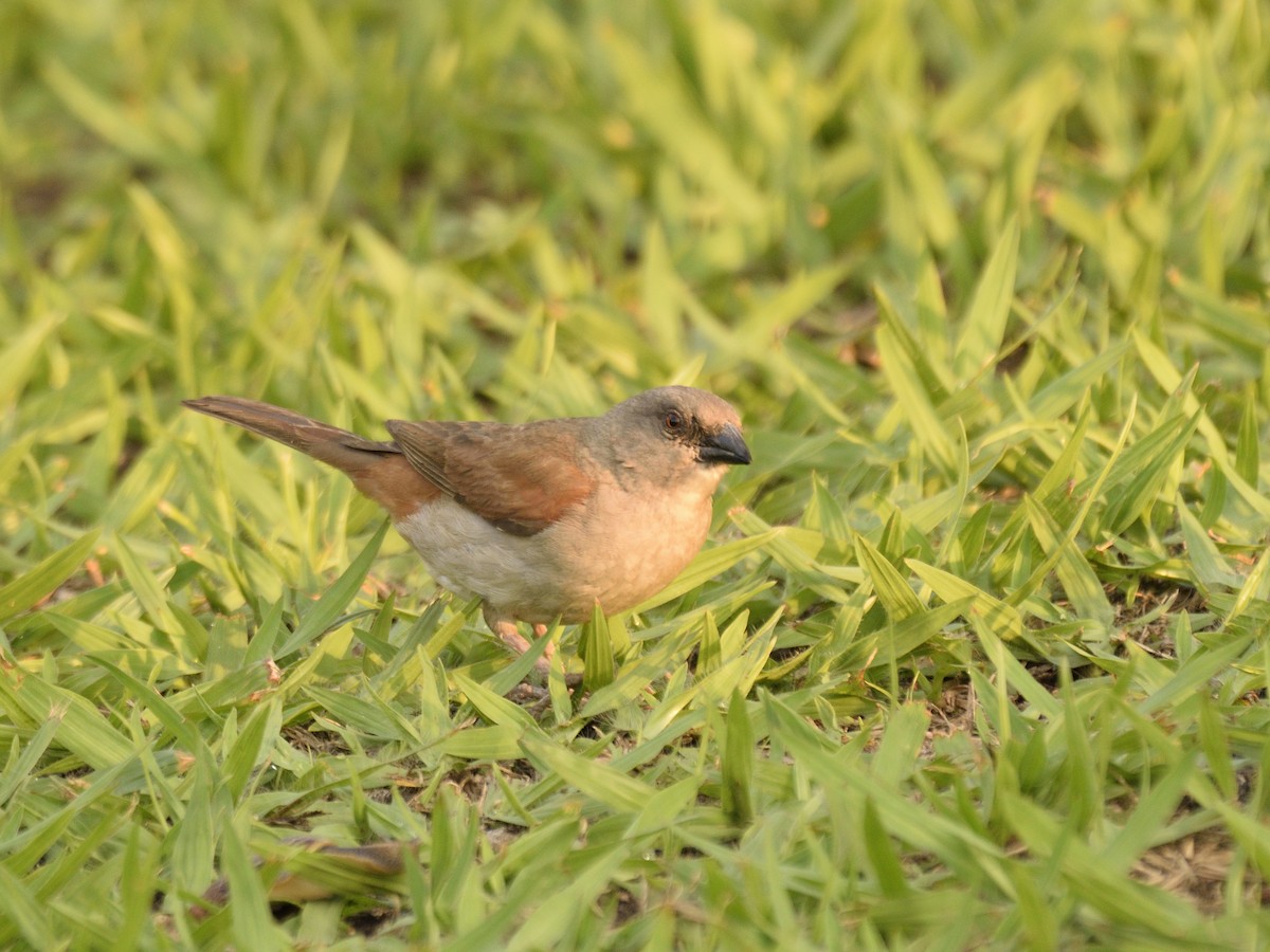 Northern Gray-headed Sparrow - ML616380650