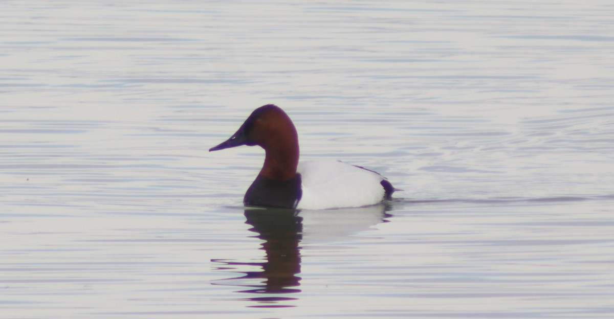 kanvasand - ML616380682