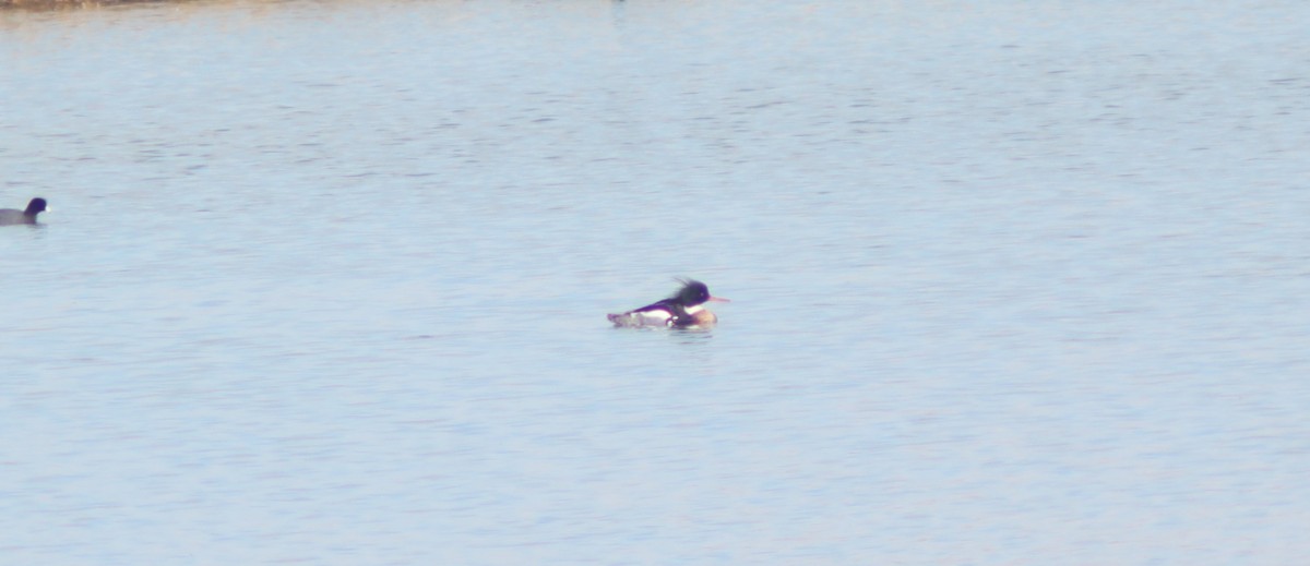 siland - ML616380691