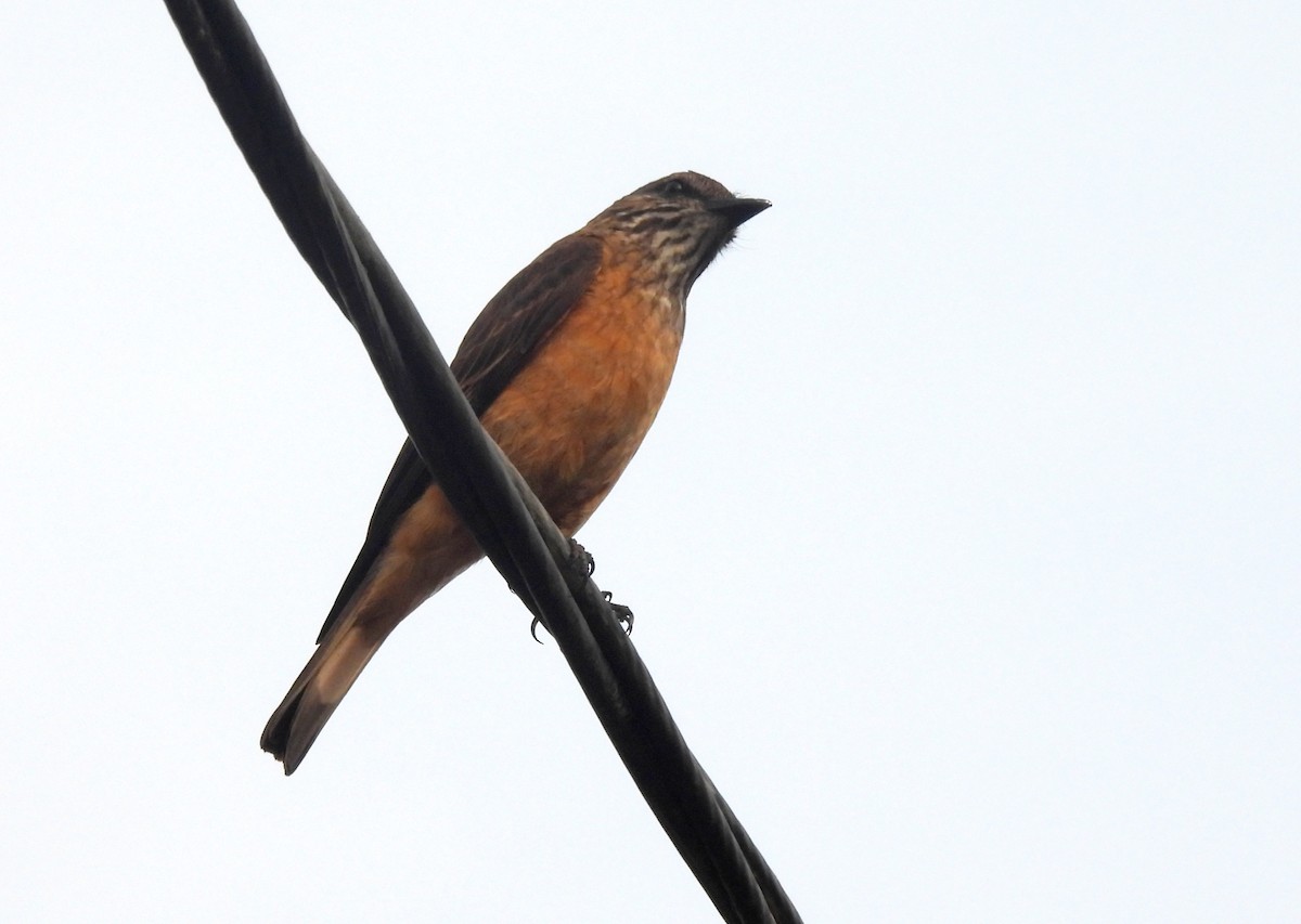 Streak-throated Bush-Tyrant - ML616380713