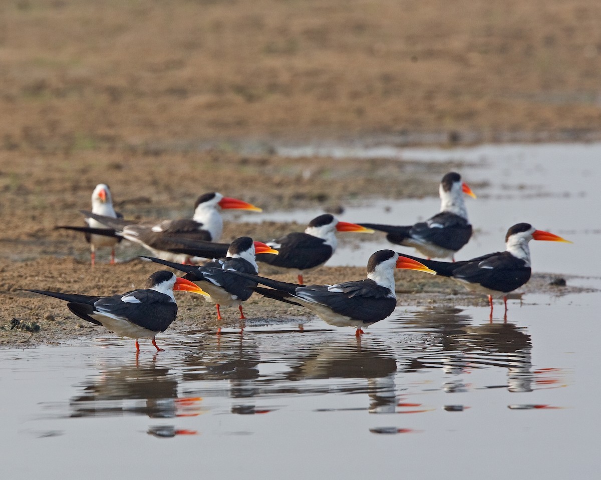 Indian Skimmer - ML616380734