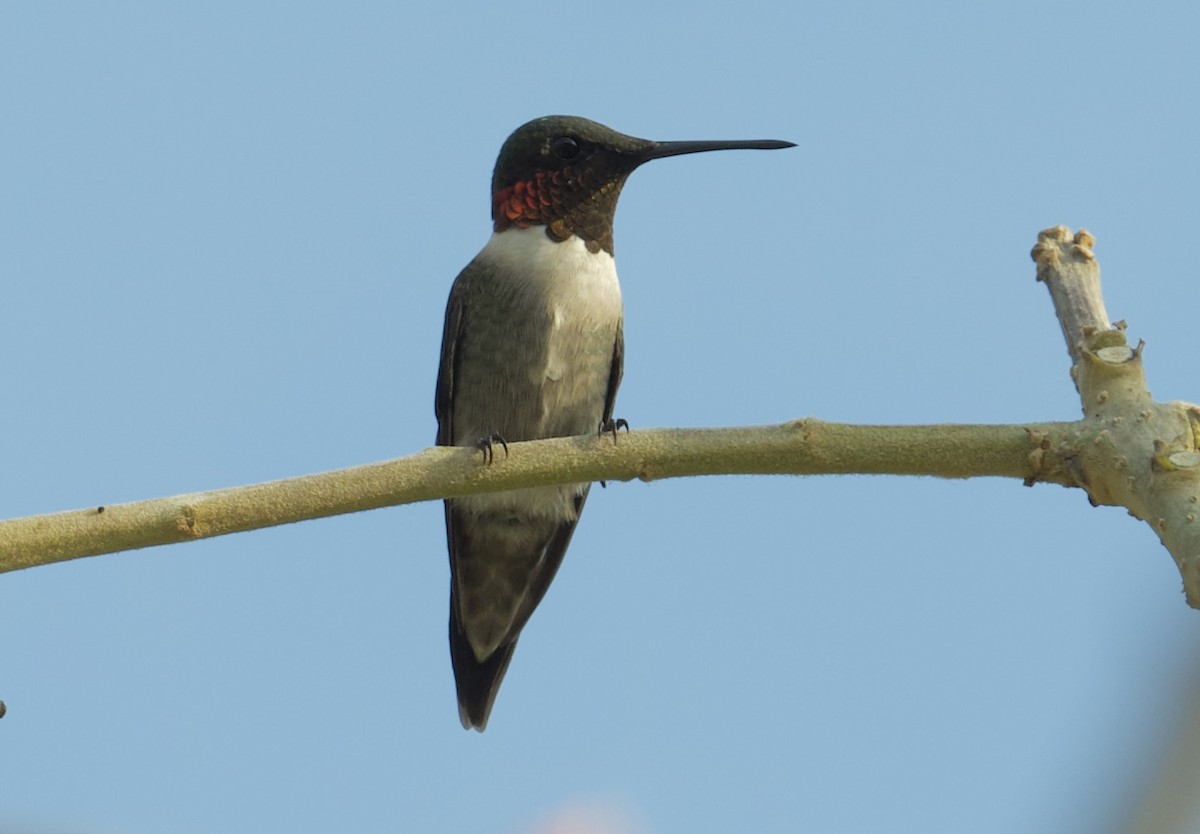 Ruby-throated Hummingbird - ML616380759