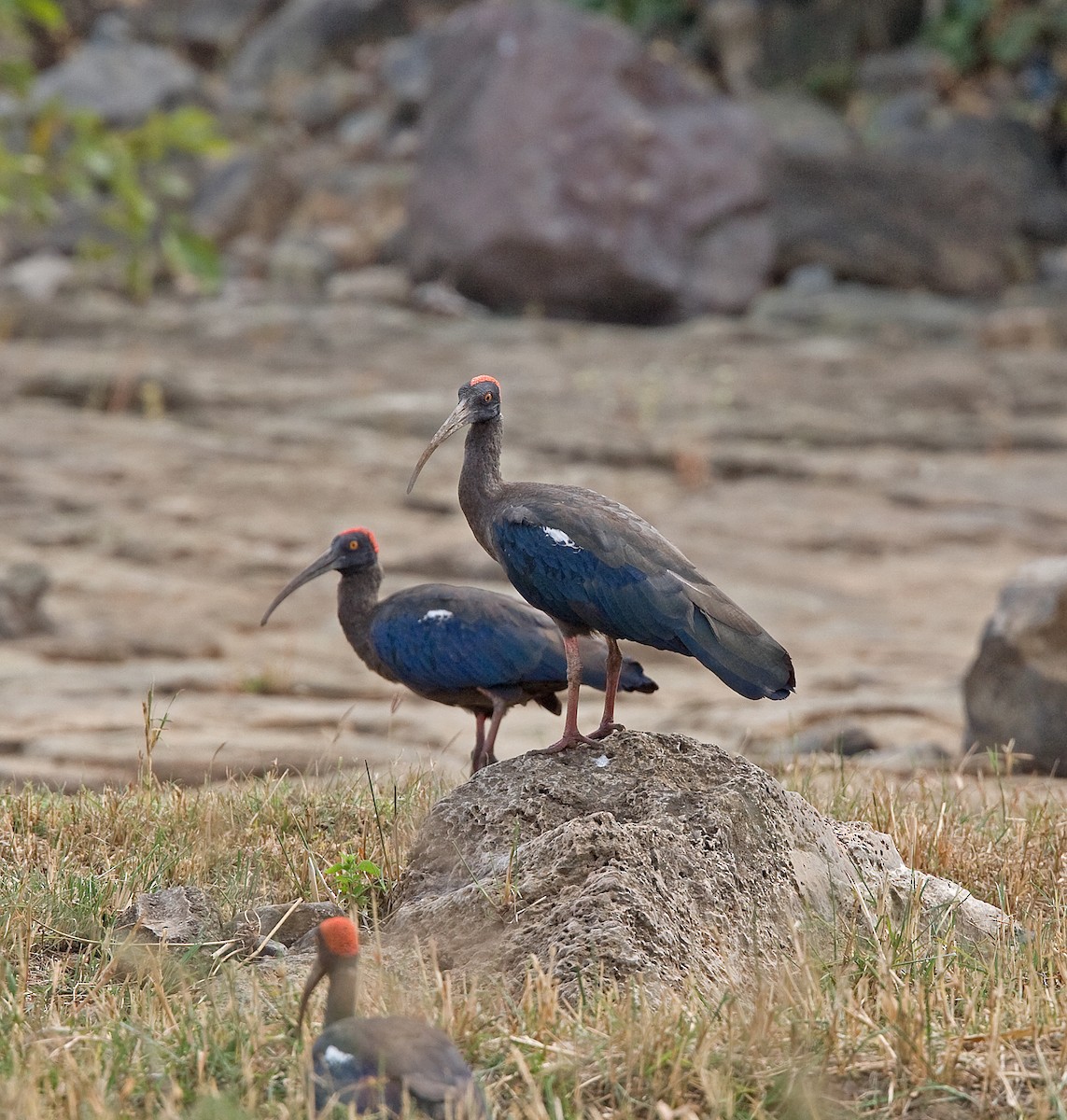 ibis bradavičnatý - ML616380770