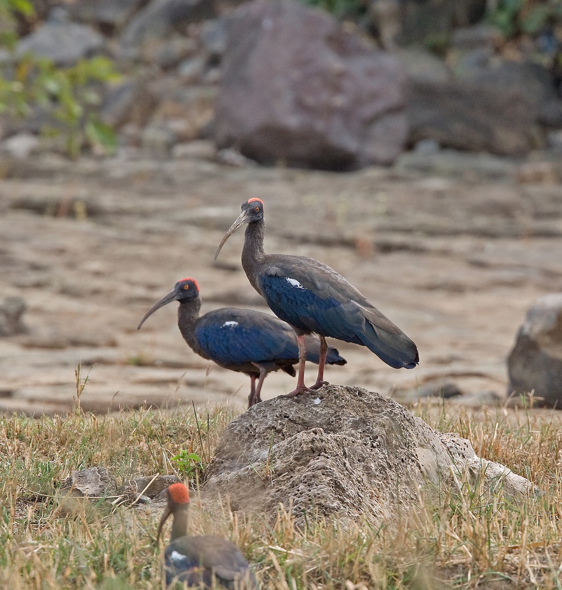 Red-naped Ibis - Graham Ekins