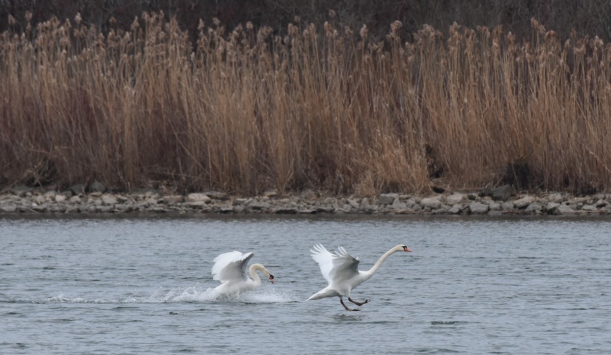 Mute Swan - ML616380781