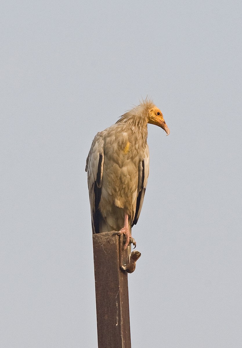 Egyptian Vulture - ML616380784