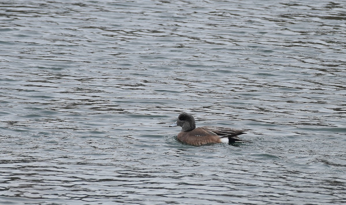 American Wigeon - ML616380787