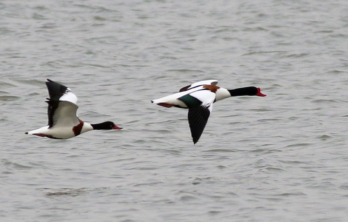 Common Shelduck - Miguel García