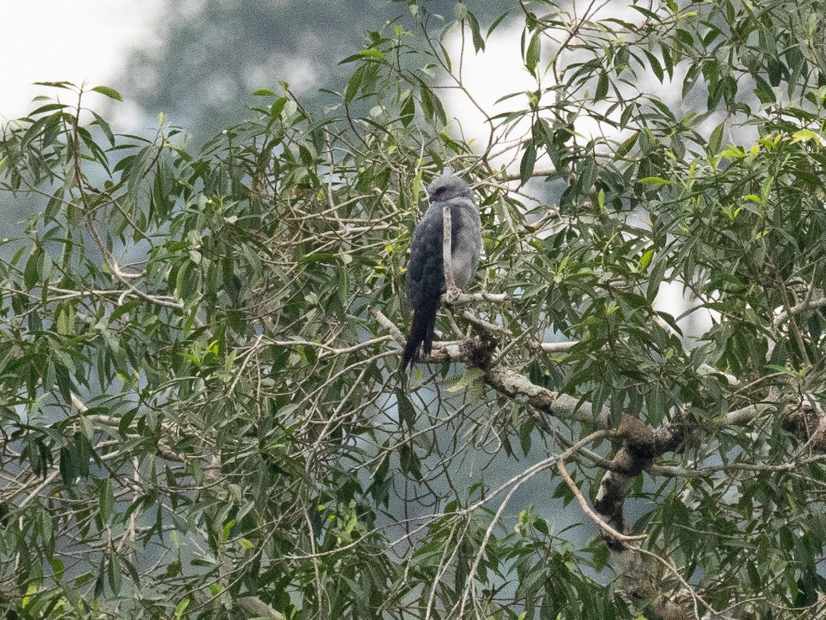 Plumbeous Kite - Chris Fischer