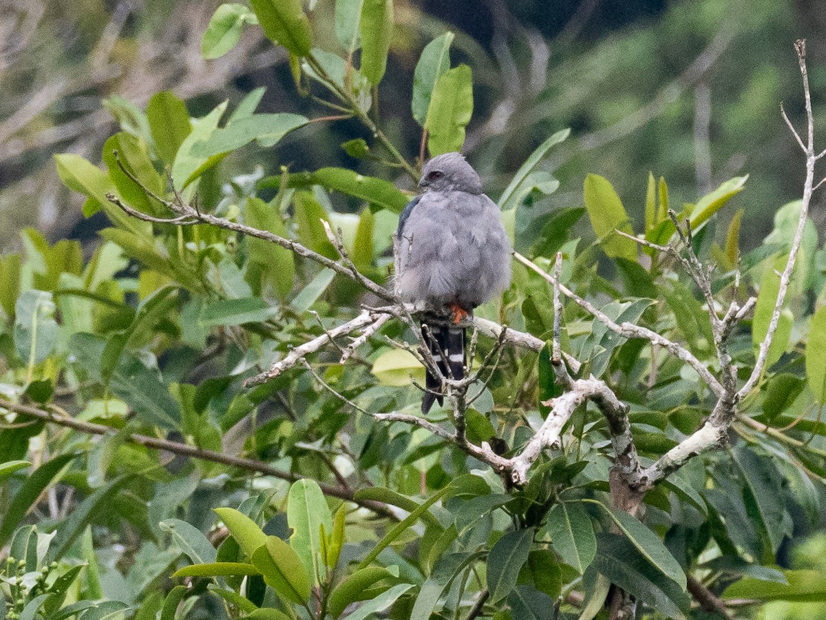 Plumbeous Kite - Chris Fischer