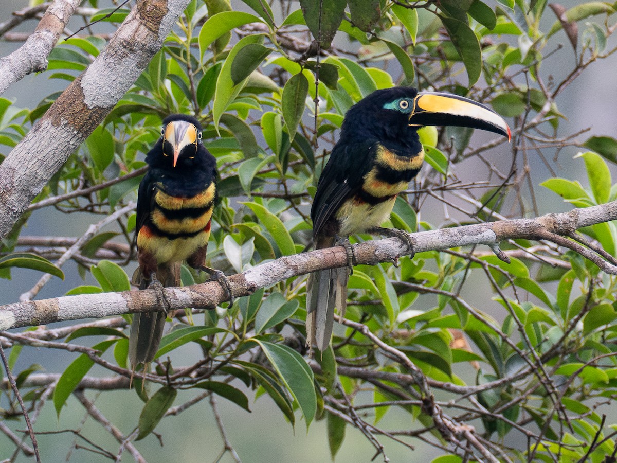 Many-banded Aracari - ML616380817