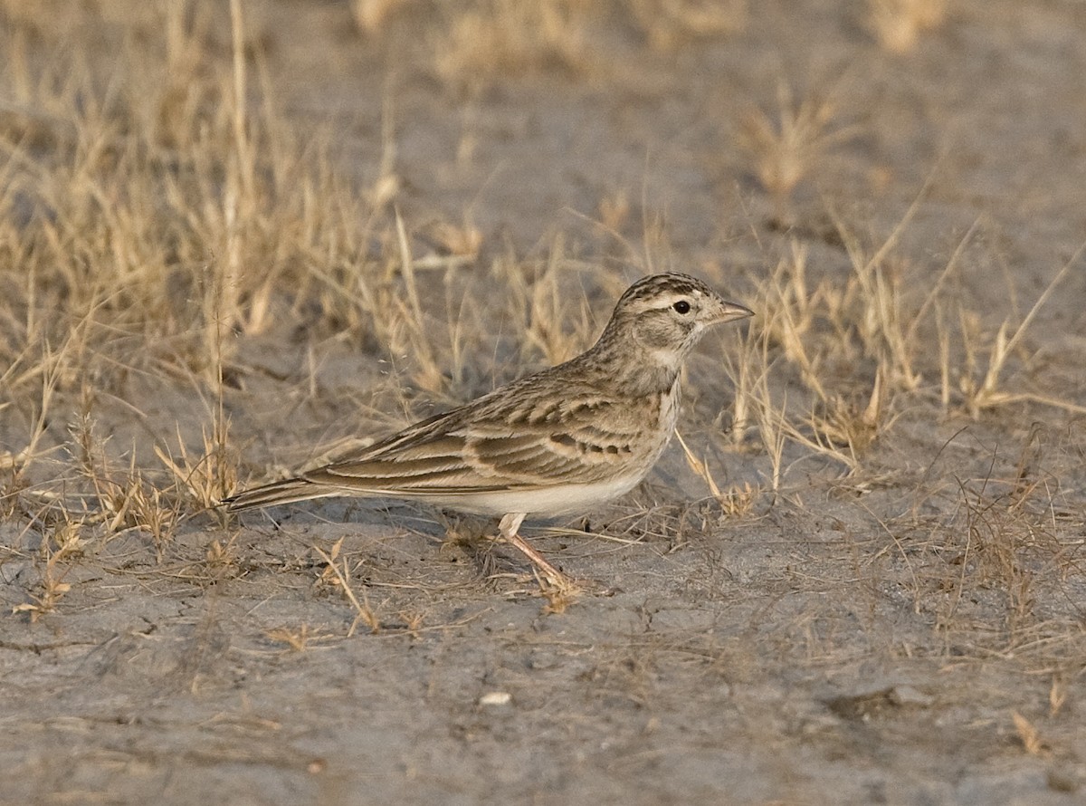 Greater Short-toed Lark - ML616380825