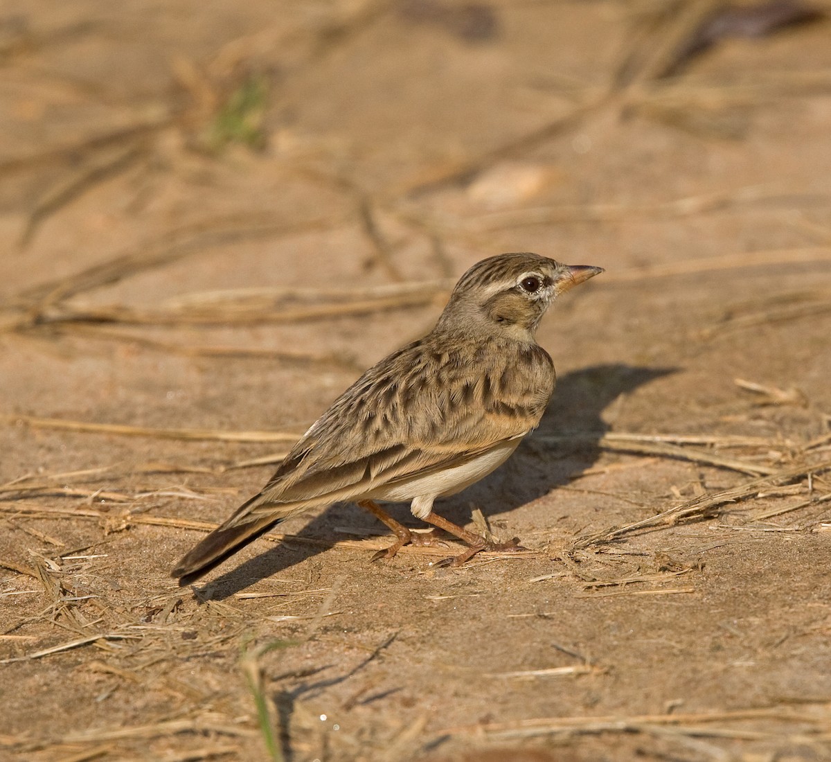 Greater Short-toed Lark - ML616380826