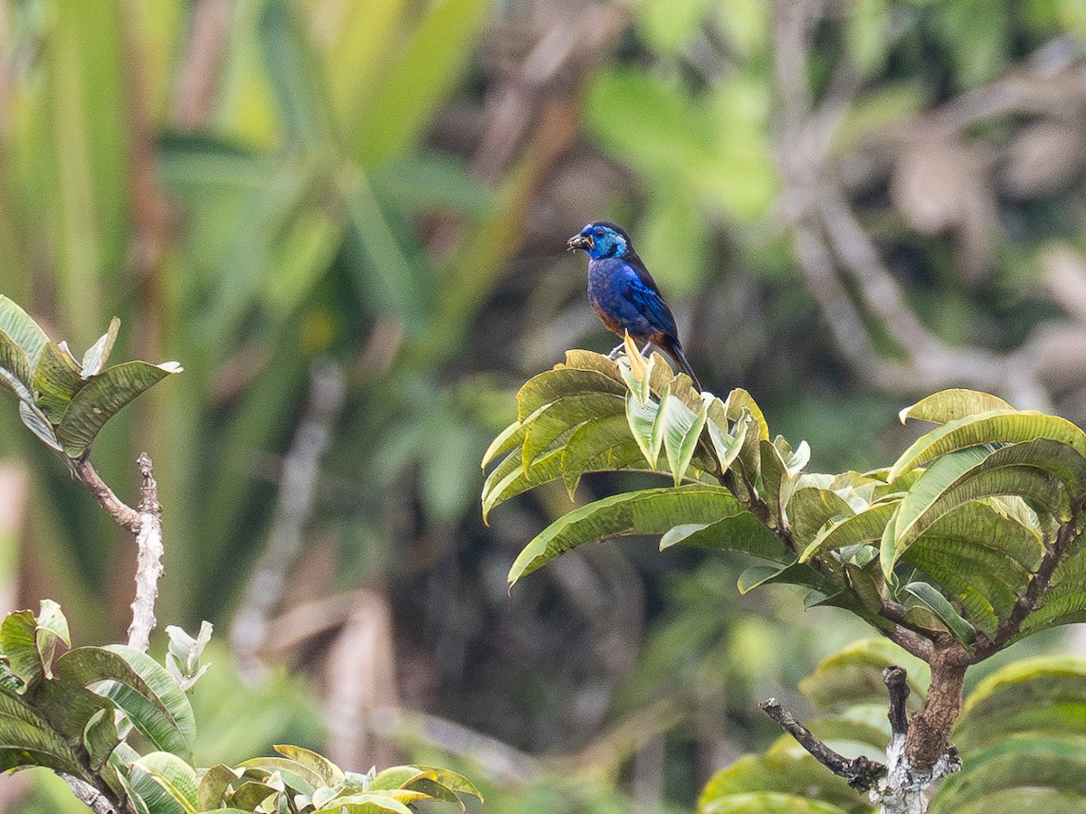 Opal-rumped Tanager - Chris Fischer