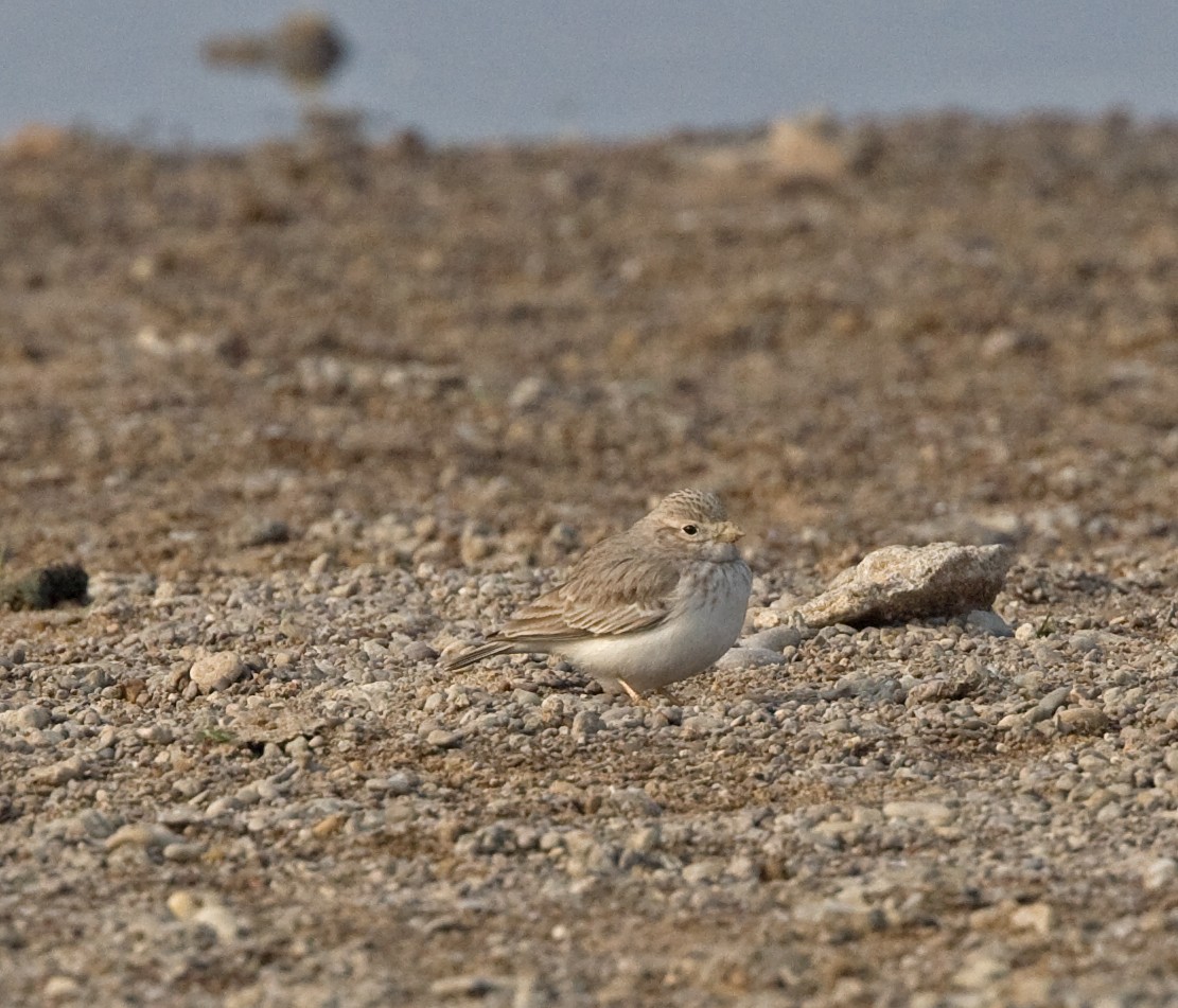 Sand Lark - ML616380843