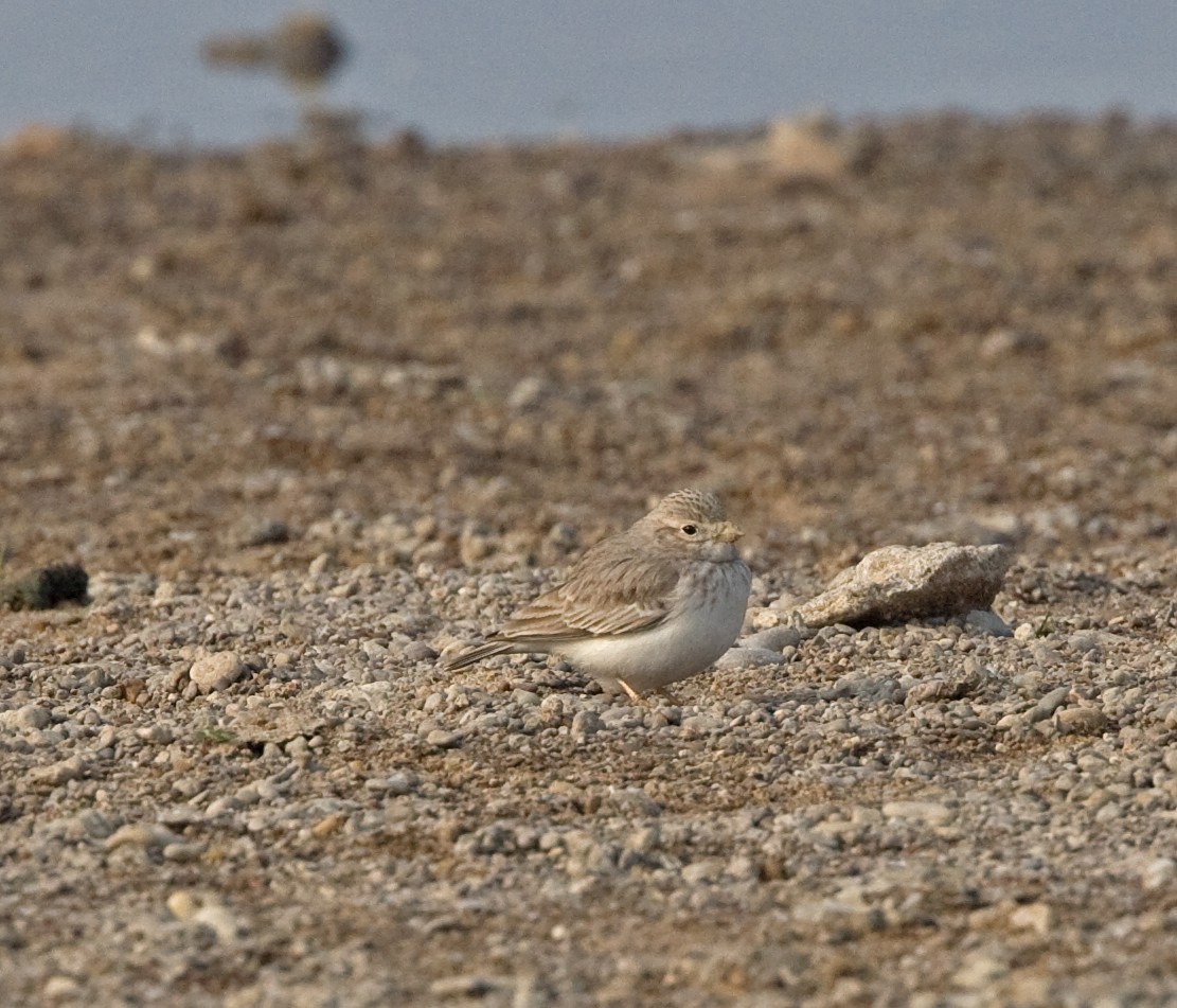 Sand Lark - ML616380843