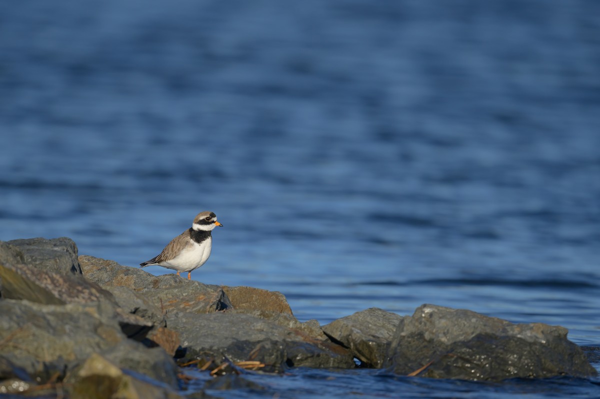 Common Ringed Plover - Sonu Lukose