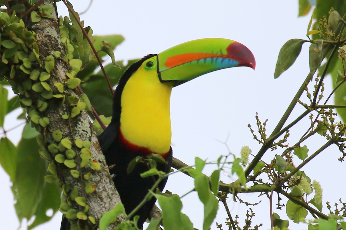 Keel-billed Toucan - ML616380853