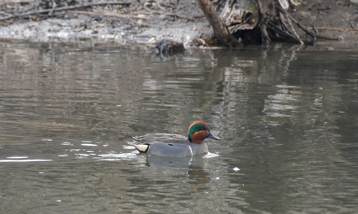 Green-winged Teal - ML616380854