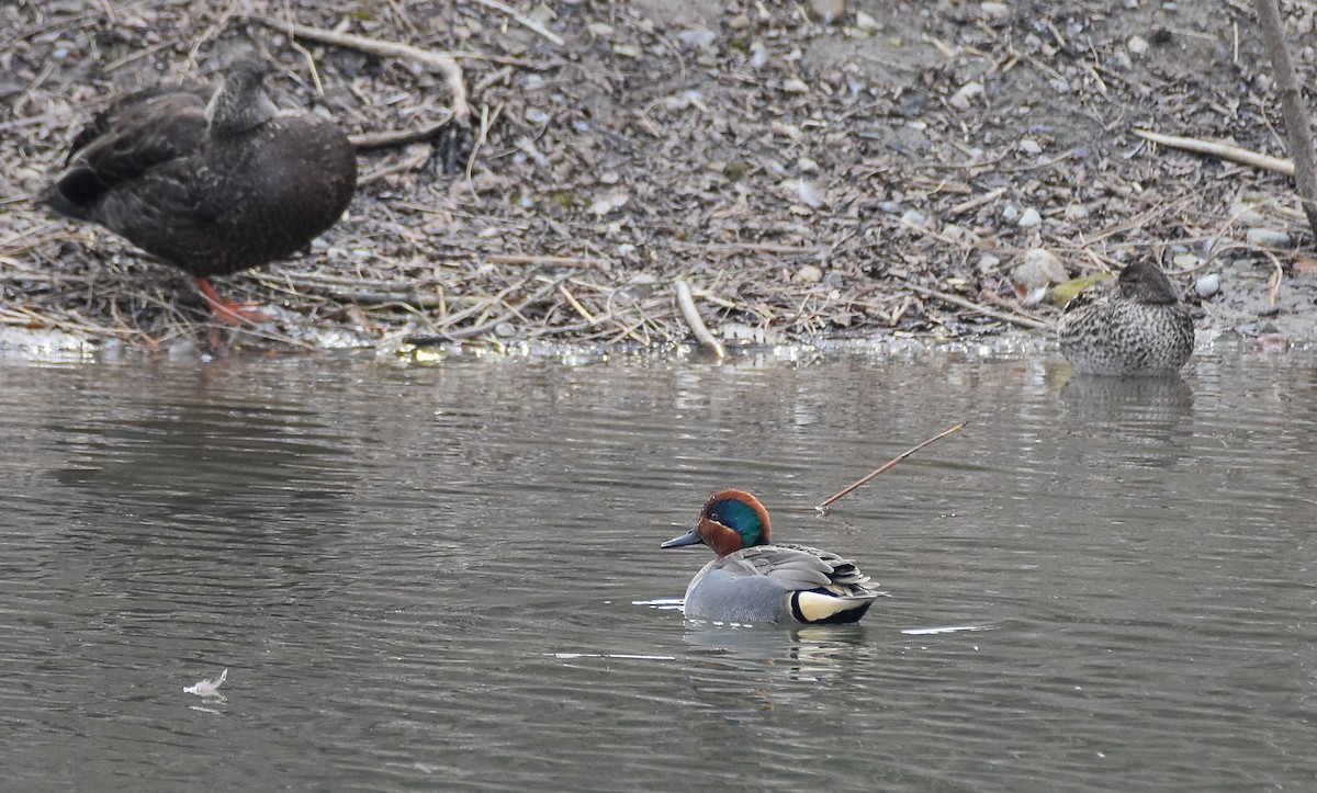 Green-winged Teal - ML616380855