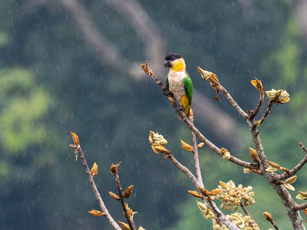 Black-headed Parrot - Chris Fischer