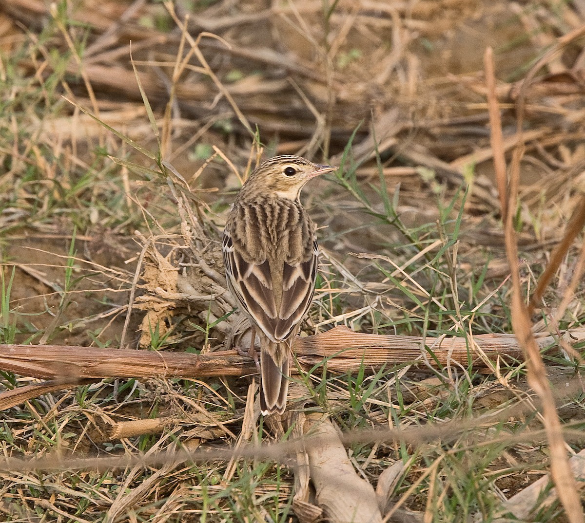 Tree Pipit - Graham Ekins