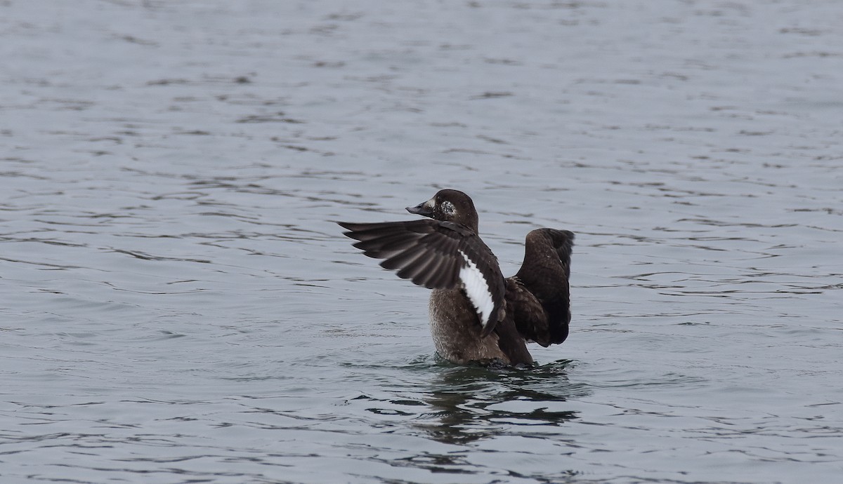 White-winged Scoter - ML616380871