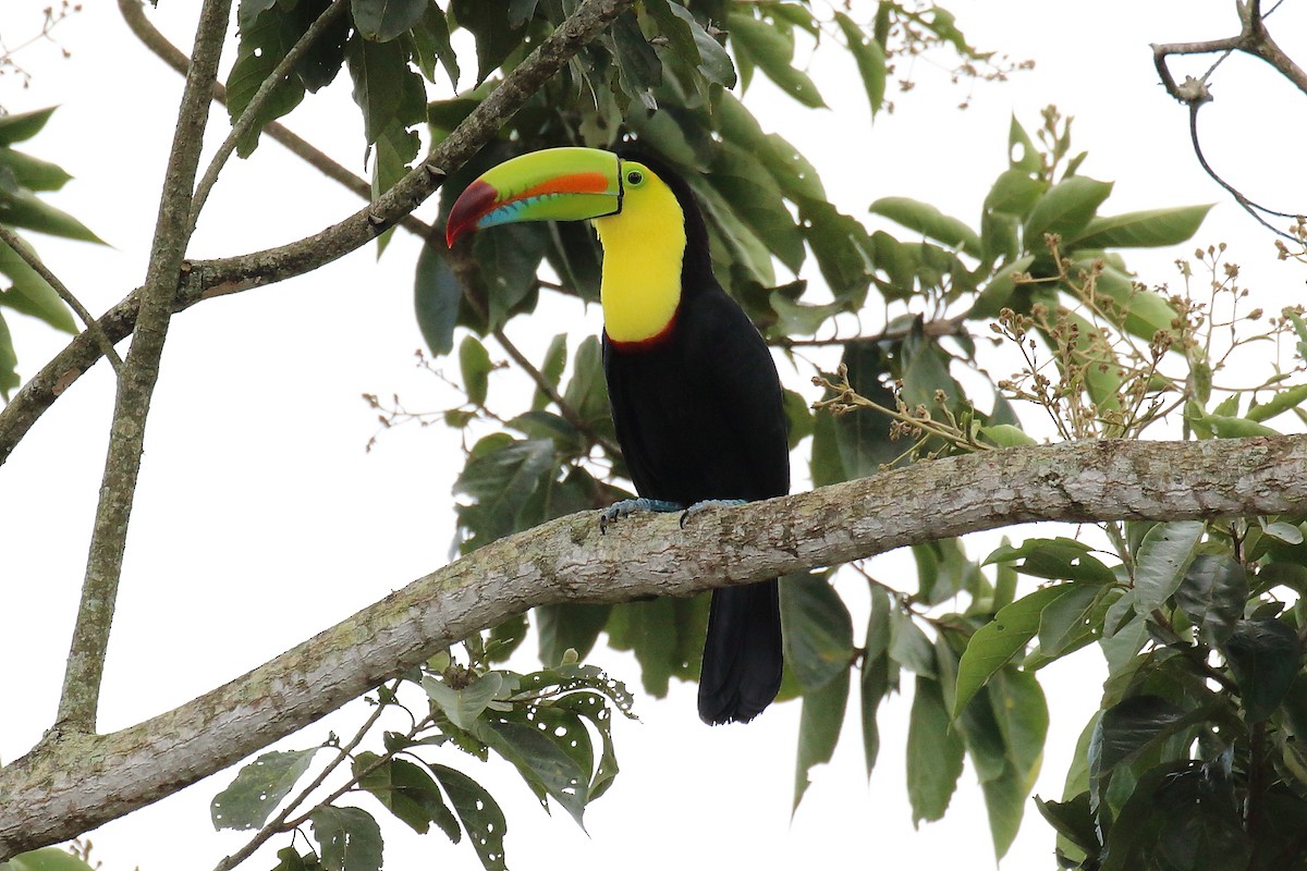 Keel-billed Toucan - ML616380882