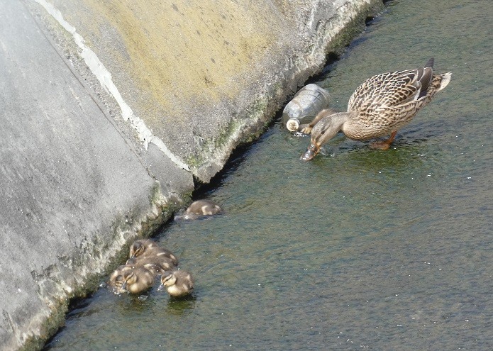 Canard colvert - ML616380891