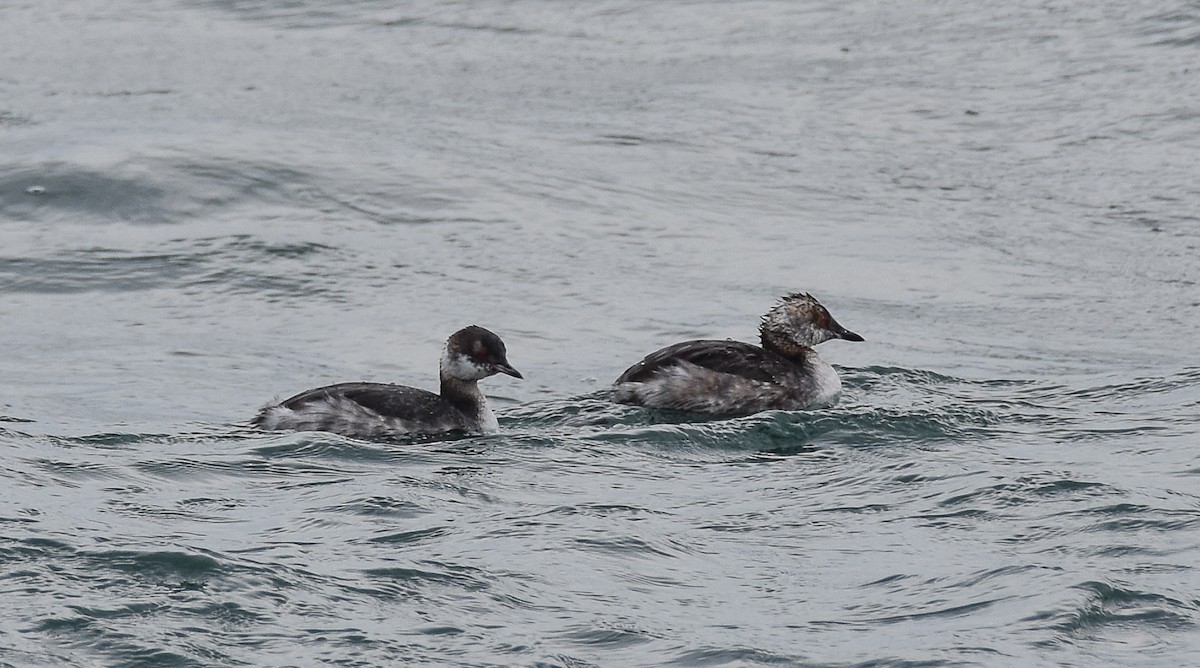 Horned Grebe - ML616380893