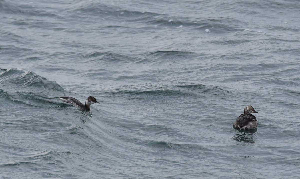 Horned Grebe - ML616380894