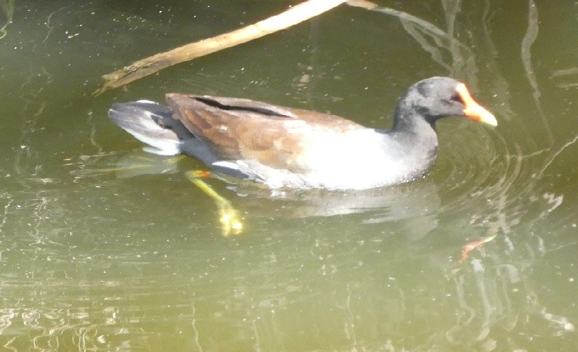 Common Gallinule - Claire Lindsell