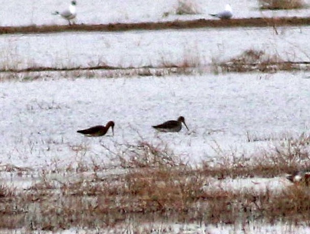 Black-tailed Godwit - Miguel García