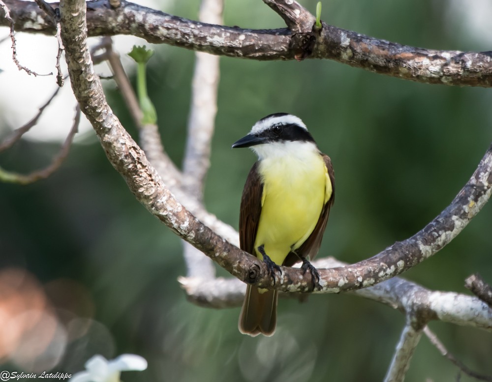 Great Kiskadee - ML616380946