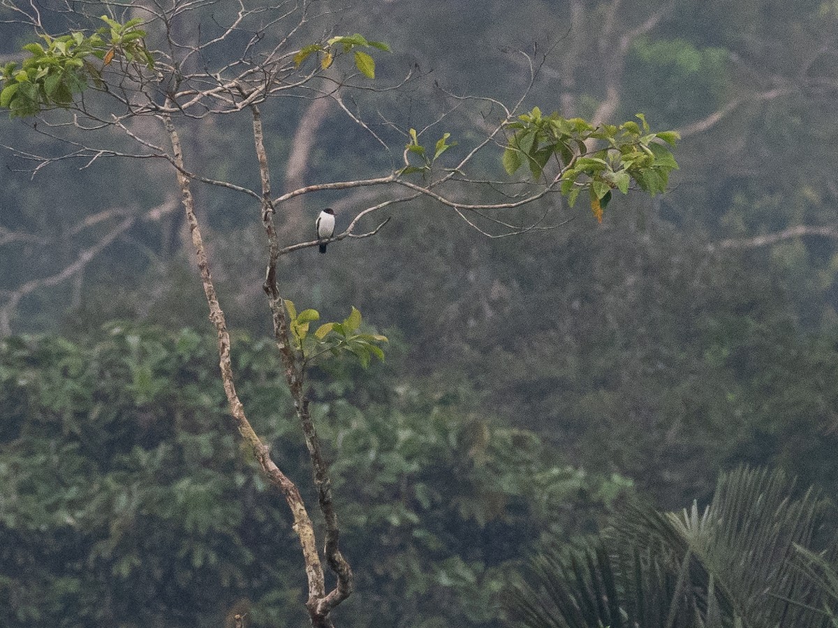 Black-tailed Tityra - Chris Fischer