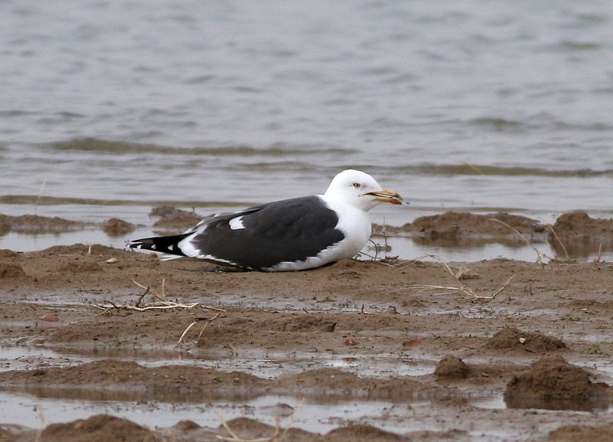 小黑背鷗 - ML616380964