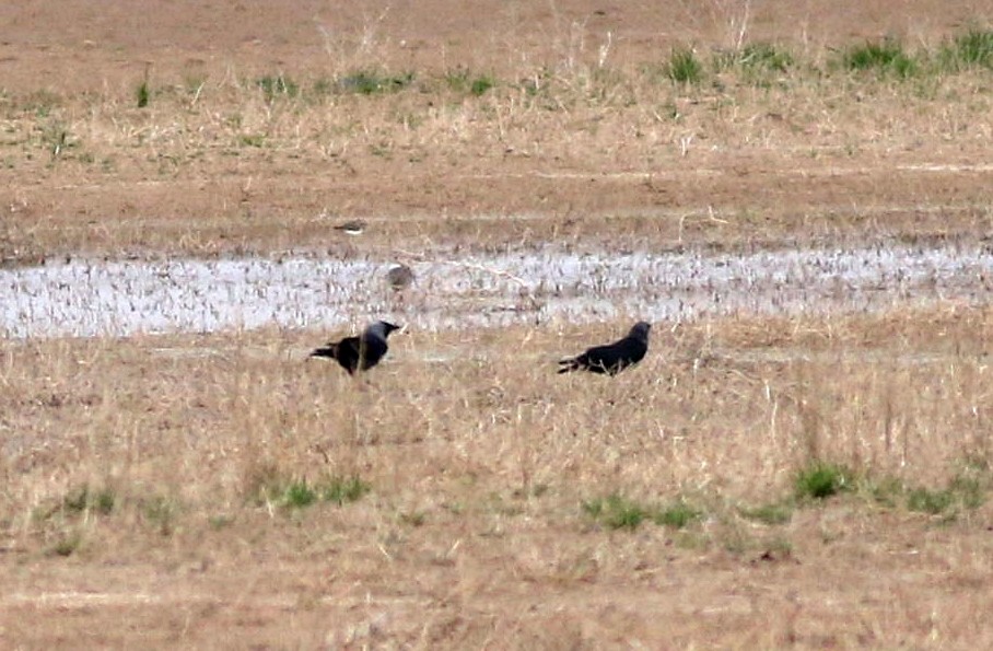 Eurasian Jackdaw - Miguel García