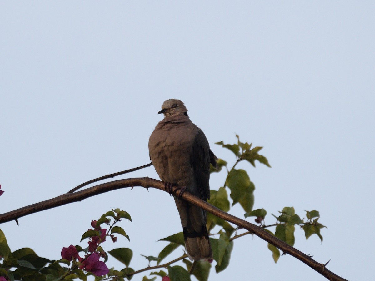 Red-eyed Dove - ML616381011