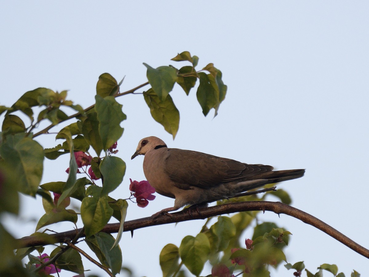 Red-eyed Dove - ML616381014