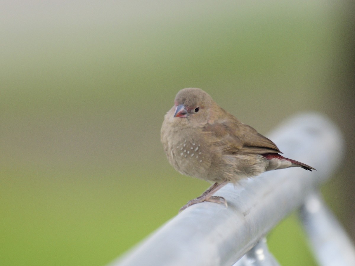 Red-billed Firefinch - ML616381034