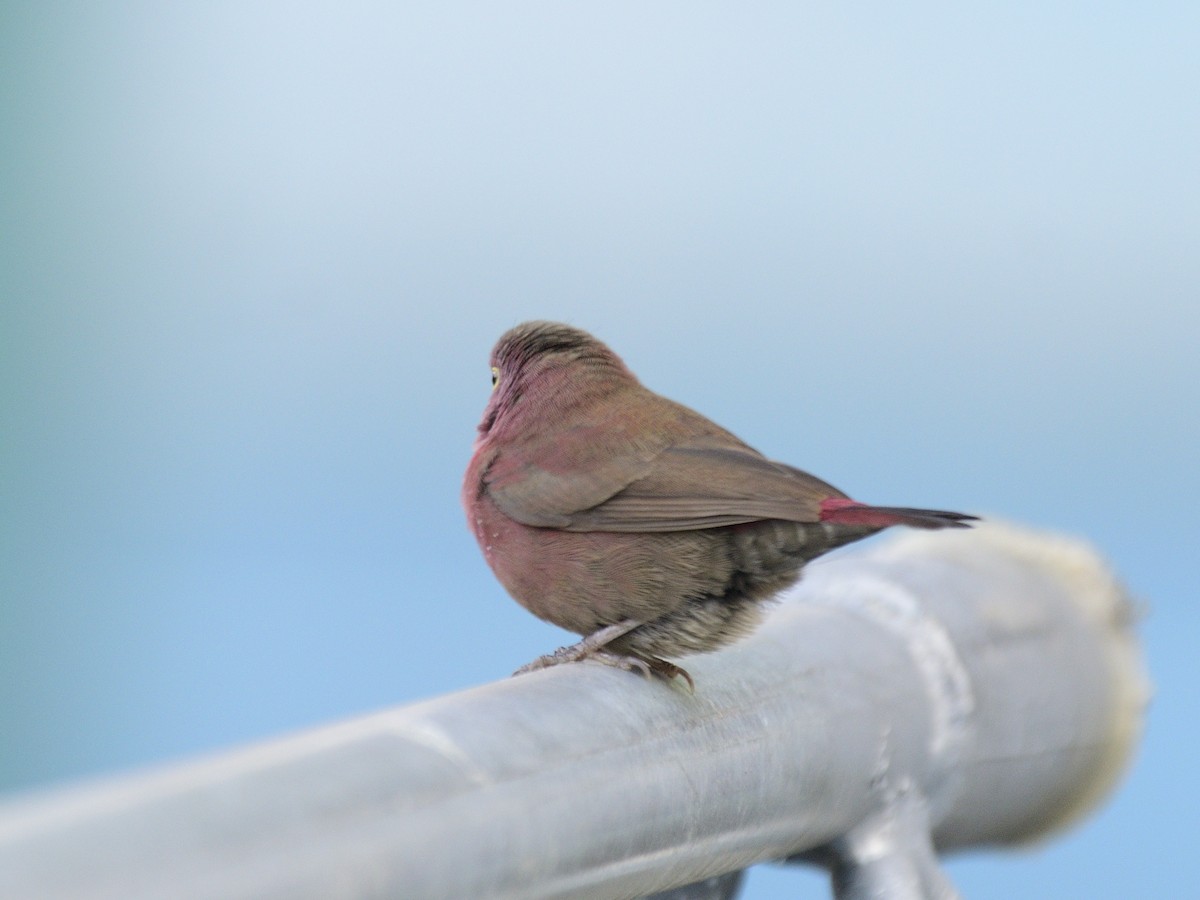 Red-billed Firefinch - ML616381035