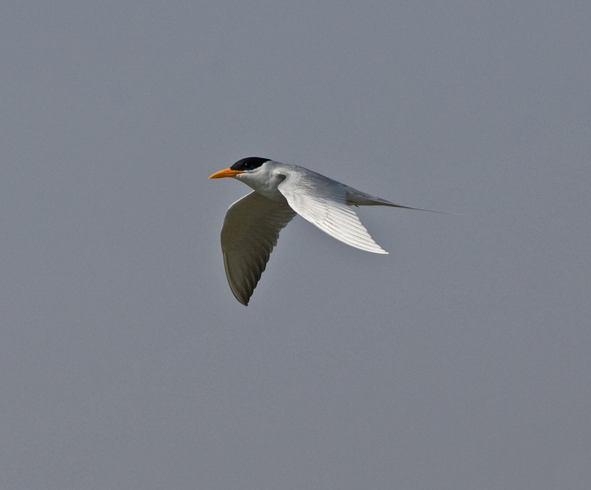 River Tern - ML616381037