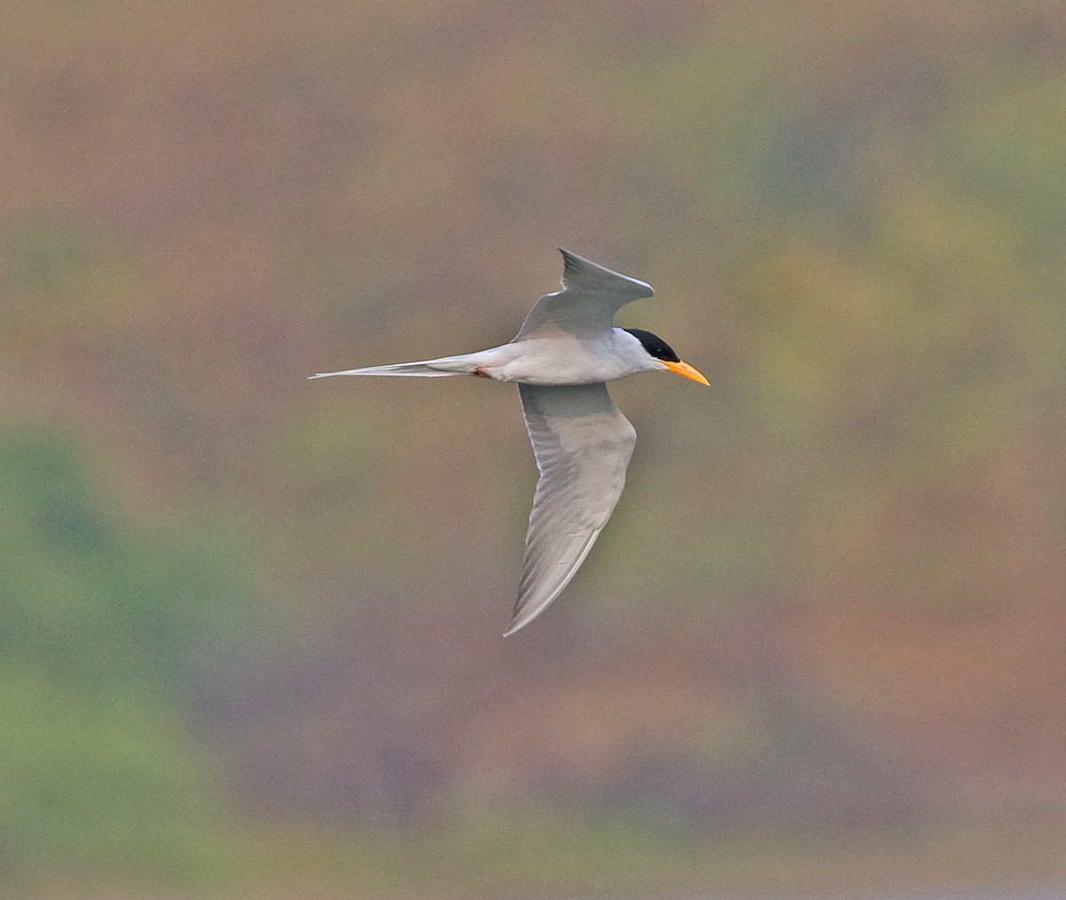 River Tern - Graham Ekins