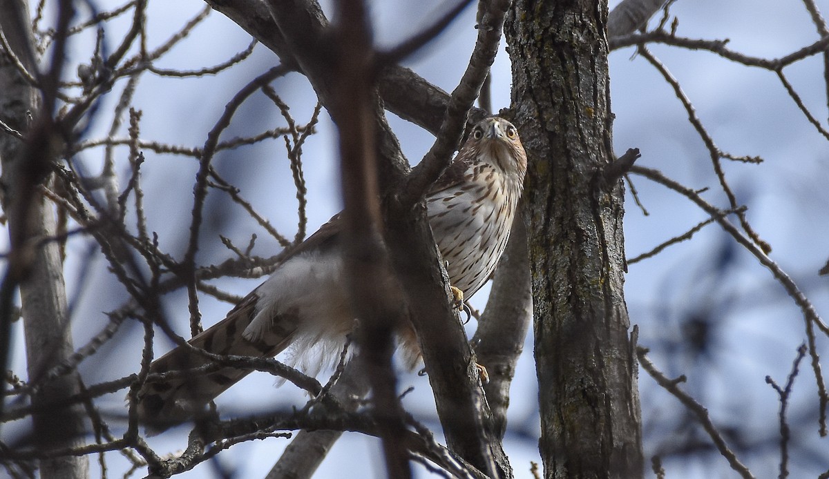 Cooper's Hawk - ML616381040