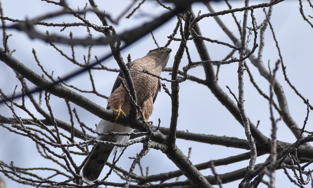 Cooper's Hawk - ML616381042