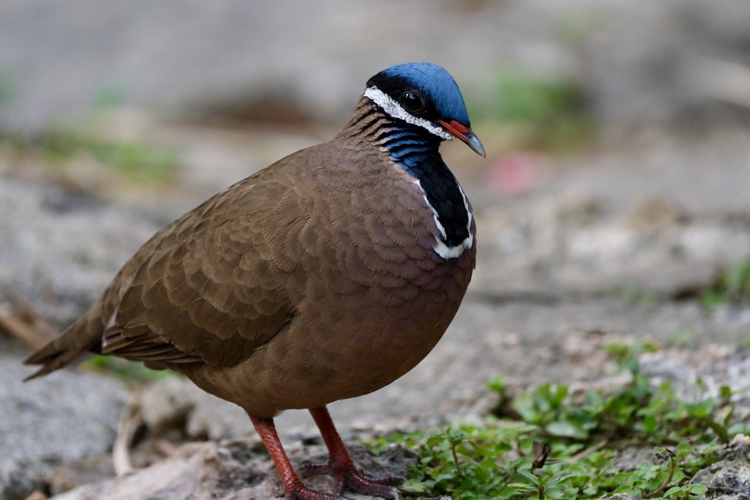 Blue-headed Quail-Dove - ML616381056